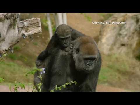 Baby gorilla gets set for 'terrible twos'