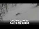 SURPRISE: Skiers shock encounter with snow leopard