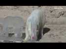 Polar bears in U.S. zoo chomp on fish popsicle treat