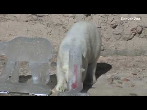 Denver Zoo's polar bears chomp on fish popsicle treat