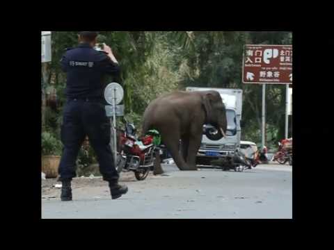 Jilted elephant takes it out on tourists