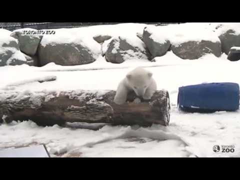A polar bear cub sees the snow for the first time