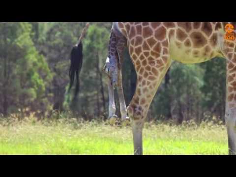 Giraffe birth caught on camera at zoo in Australia