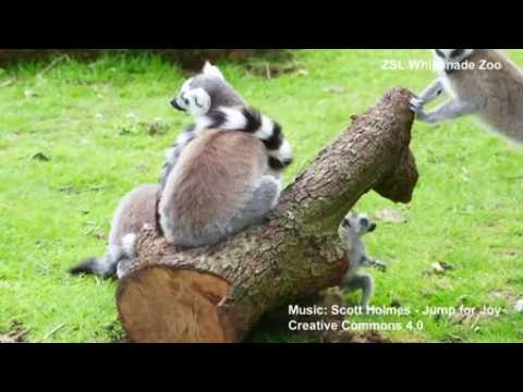 British zoo's new baby lemurs on display
