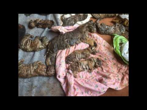 Dead tiger cubs found in Thai temple
