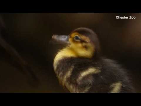 British zoo welcomes endangered white-winged ducklings
