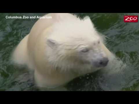 Ohio zoo's polar bear cub learns to fish