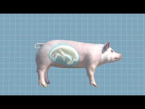 Scientists aim to grow human organs in pigs