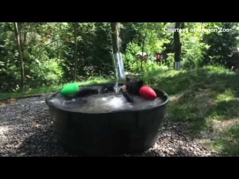 Black bear cools down in tub in Oregon Zoo