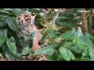 Florida conservation centre welcomes Bengal tiger cubs