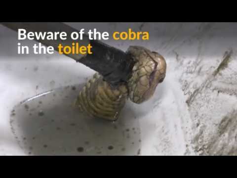 Cobra makes surprise appearance in Thai toilet