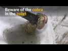Cobra makes surprise appearance in Thai toilet