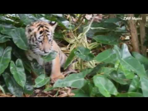 Florida zoo displays its new Bengal tiger cubs