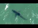 Sharks spotted off southern California coast
