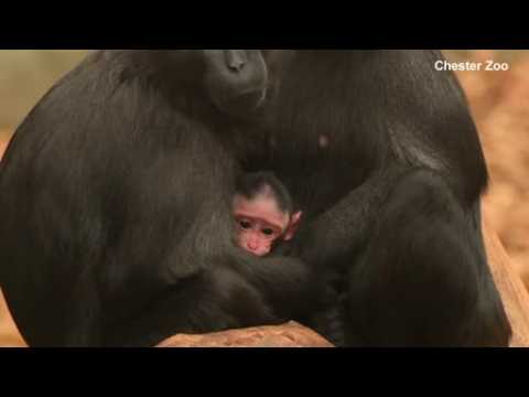 British zoo welcomes newborn endangered macaque