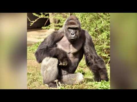 Cincinnati Zoo gorilla enclosure reopens