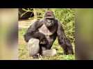 Cincinnati Zoo gorilla enclosure reopens