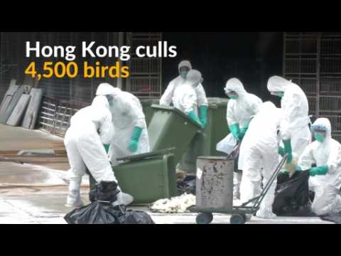 Thousands of birds culled in Hong Kong amid bird flu worries