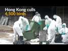 Thousands of birds culled in Hong Kong amid bird flu worries