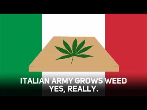 Hang on, did Italy's army just started dealing weed?