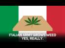 Hang on, did Italy's army just started dealing weed?