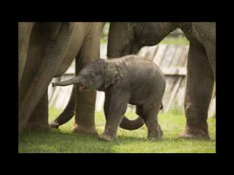 New-born Asian elephant at English zoo named after Queen