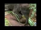 Baby elephant won’t leave dead mother
