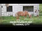 How a Utopian city became home to horses and cats