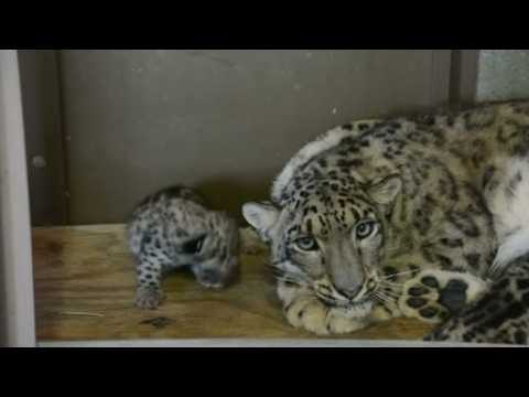 Baby snow leopards at Virginia zoo