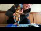 Flexible handmade puppet gets 1.5 million views