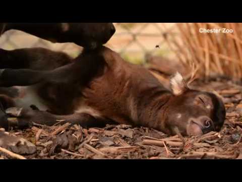 Endangered anoa calf born in British zoo