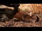 Endangered anoa calf born in British zoo