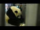 First giant panda cubs born in Macao