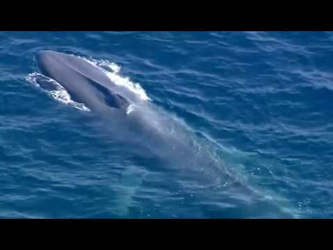 Rescuers try to save entangled blue whale