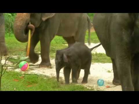 A baby elephant makes public debut in Singapore