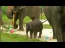 A baby elephant makes public debut in Singapore