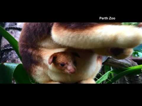 Tree Kangaroo joey makes appearance at Australia zoo