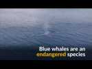 Blue whale spotted off Icelandic coast