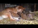 Dingo pups wander out of their den at a park in Australia