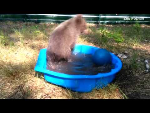 Orphaned bear club plays in her pool after rescue