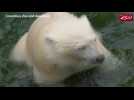 Ohio zoo's polar bear cub learns to fish