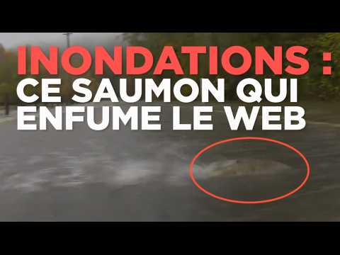 Inondations à Paris : non, ce saumon ne s'est pas échappé de la Seine