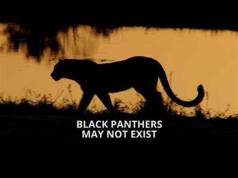 You've been lied to: Black panthers don't exist