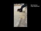 Stranded sea lion pup rescued by San Francisco police