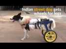 Indian street dog gets second chance in walking