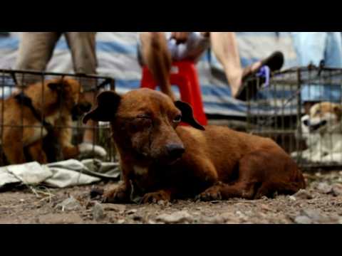 China's dog meat festival ripe for the chop: activists