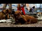 China's dog meat festival ripe for the chop: activitists