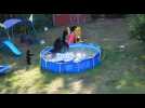 Contre la canicule, les ours squattent les piscines californiennes