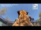 Camera mounted to cheetah as it runs at full speed