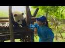 Actress Michelle Yeoh invites people to join panda naming campaign